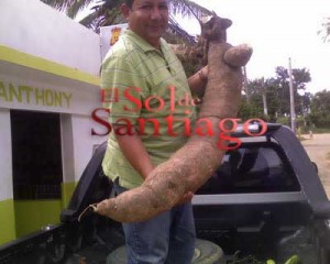 Agricultor saca yuca de 90 libras en Navarrete