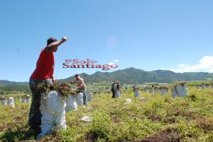Las remolachas son abundantes en Constanza