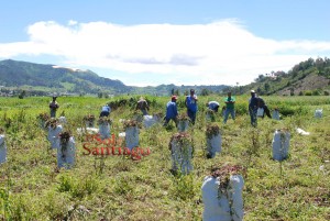 Las remolachas son abundantes en Constanza