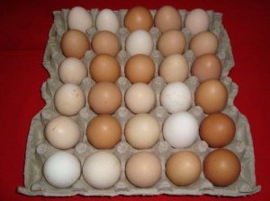 advierten-huevos-dominicanos-estarian-contaminados-de-salmonela.jpg