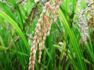 agricultura-vendera-arroz-a-bajos-precios.jpg