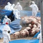 corea-del-sur-decreta-alerta-maxima-por-aftosa-y-sacrifica-480-mil-animales.jpg