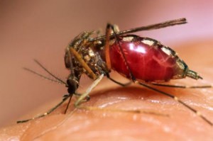 Iglesia católica alarmada por cifras de muertos por dengue