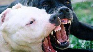 Puerto Plata: Niño es atacado por tres perros Pitbull
