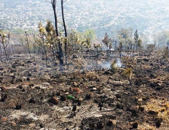 1,500 tareas de bosque afectada en loma de Guaiguí