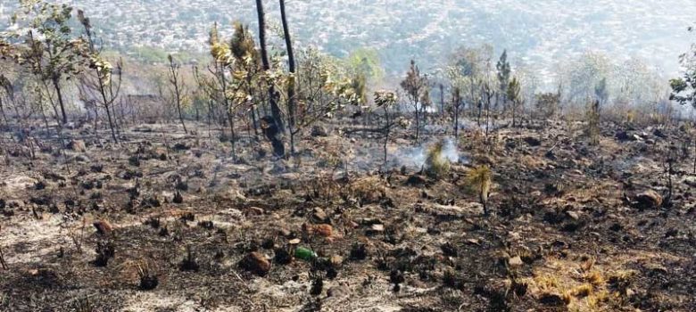 1,500 tareas de bosque afectada en loma de Guaiguí