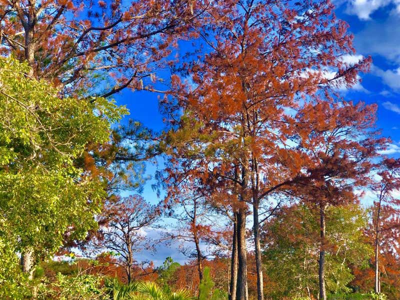 Plaga afecta 400 mil pinos en Sajoma