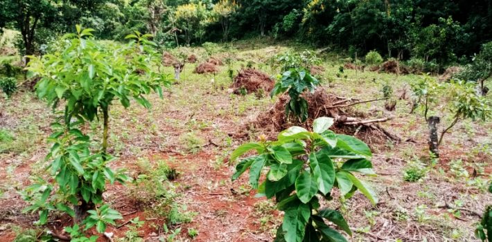 plantas de aguacates