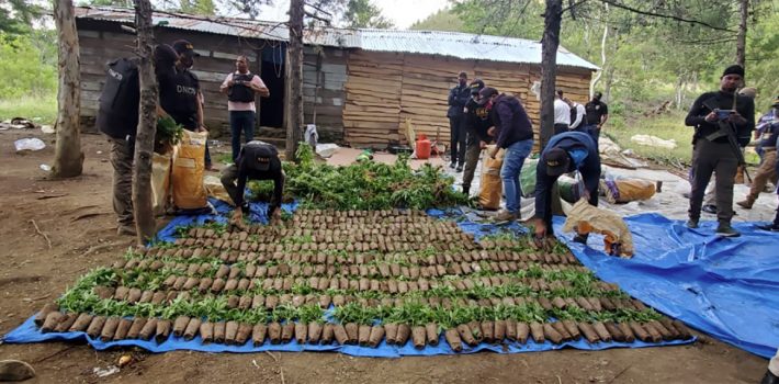 cultivo marihuana en constanza