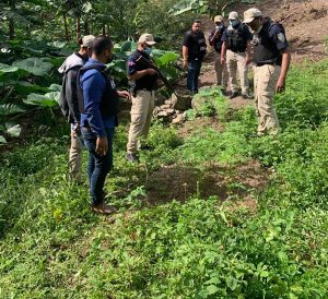 buscan responsables cosecha de marihuana