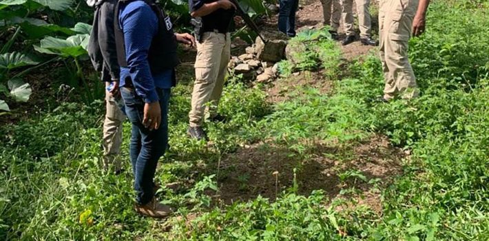 buscan responsables cosecha de marihuana