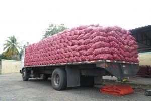 Inespre vende más de 6 mil quintales de cebolla a 10 pesos la libra 