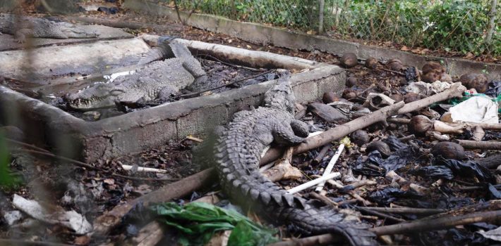 SAN CRISTÓBAL (República Dominicana). - La Procuraduría Especializada de Medio Ambiente y Recursos Naturales allanó este jueves una propiedad de José Rijo, en donde rescató a tres de cuatro cocodrilos, ya que uno de los ejemplares murió, que el ex pelotero retenía de manera irregular y en condiciones deplorables. El Ministerio Público abrió una investigación de la que pueden derivar sanciones contra Rijo, informó el procurador general de Medio Ambiente de San Cristóbal, Rigoberto Santana del Rosario, quien encabezó el operativo junto a autoridades del Ministerio de Medio Ambiente y Recursos Naturales y el Parque Zoológico Nacional. La vivienda allanada está ubicada en la calle Los Peloteros, en la Urbanización El Rosal, en Madre Vieja Sur, de este municipio. “Se trata de cuatro cocodrilos que hemos encontrado en un área en que no pueden estar, en violación a la Ley 64-00. Las condiciones en que se encontraban ha provocado que uno de estos animales muriera, es lamentable pero lo que estamos tratando es que estos que han sobrevivido puedan estar en mejores condiciones, en un lugar donde reciban la protección y las atenciones adecuadas”, dijo Santana del Rosario. Los tres sobrevivientes permanecían en torno a una pequeña pileta, con escasos litros de agua, lo que amenazaba su salud y su vida. Las autoridades los trasladarán al Parque Zoológico Nacional, donde serán sometidos a los análisis y cuidados veterinarios correspondientes, para su posterior integración a un hábitat adecuado. El cocodrilo es una especie cuya preservación está amenazada y que, por tanto, no está permitida la tenencia al menos que sea en zoológicos y espacios similares, explicó en el lugar el biólogo Nelson García Mercado, del Ministerio de Medio Ambiente. “Los animales están en unas condiciones terribles de salubridad. Les tiran la comida con todo y bolsas plásticas”, detalló el profesional. Un comunicado de prensa de la Procuraduría General de la República indica que el ex pelotero de Grandes Ligas conservaba estos animales en cautiverio sin los debidos permisos ambientales, en violación a la Ley General de Medio Ambiente y los Recursos Naturales (64-00), en los artículos 136, 137, 174, 175.1 y 175.3. Detalla que el operativo contó con la autorización de la Oficina Judicial de Servicios de Atención Permanente de esta jurisdicción, a través de la jueza Katerine Rubio Matos y que el allanamiento continúa las investigaciones, en procura de perseguir las sanciones que correspondan.